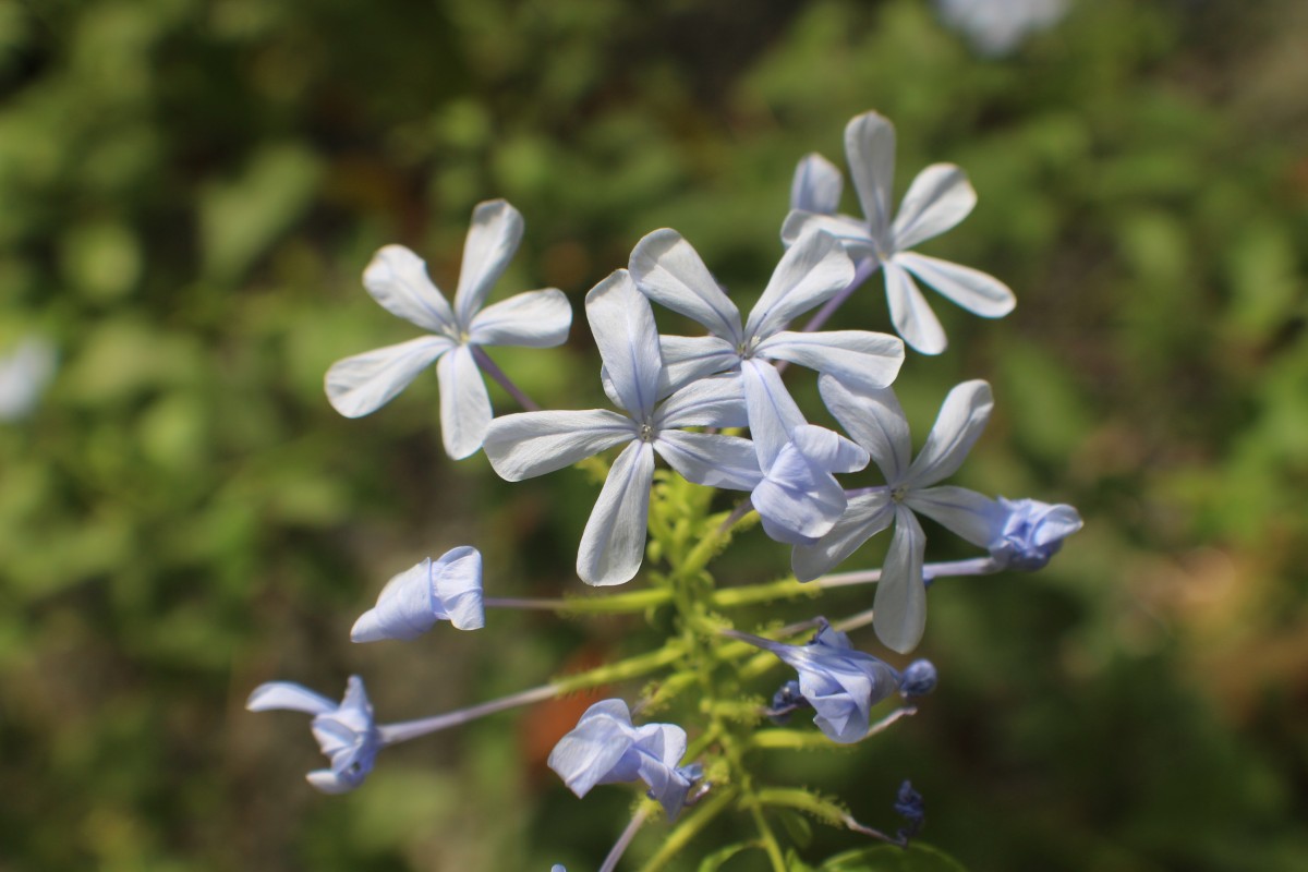 Plumbago auriculata Lam.